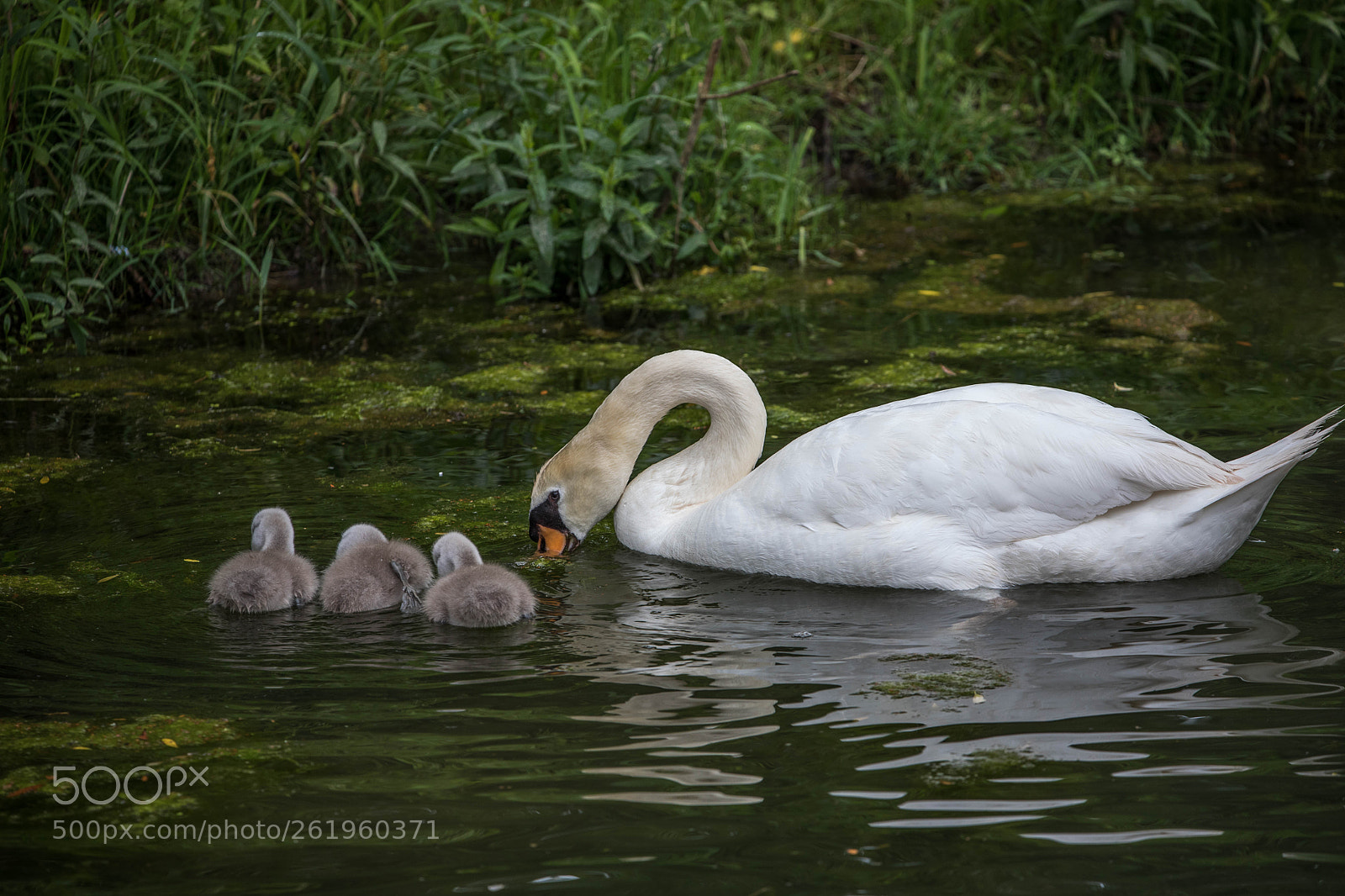 Canon EOS 5D Mark IV sample photo. Bebe cygnes photography