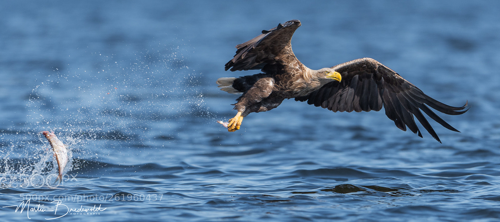 Nikon D500 sample photo. White tailed eagle photography
