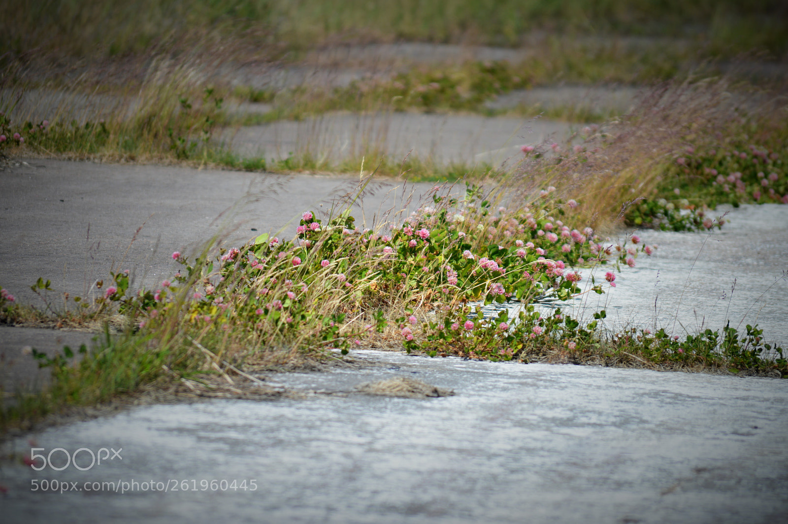 Nikon D3200 sample photo. Leaved airfield smuravievo photography