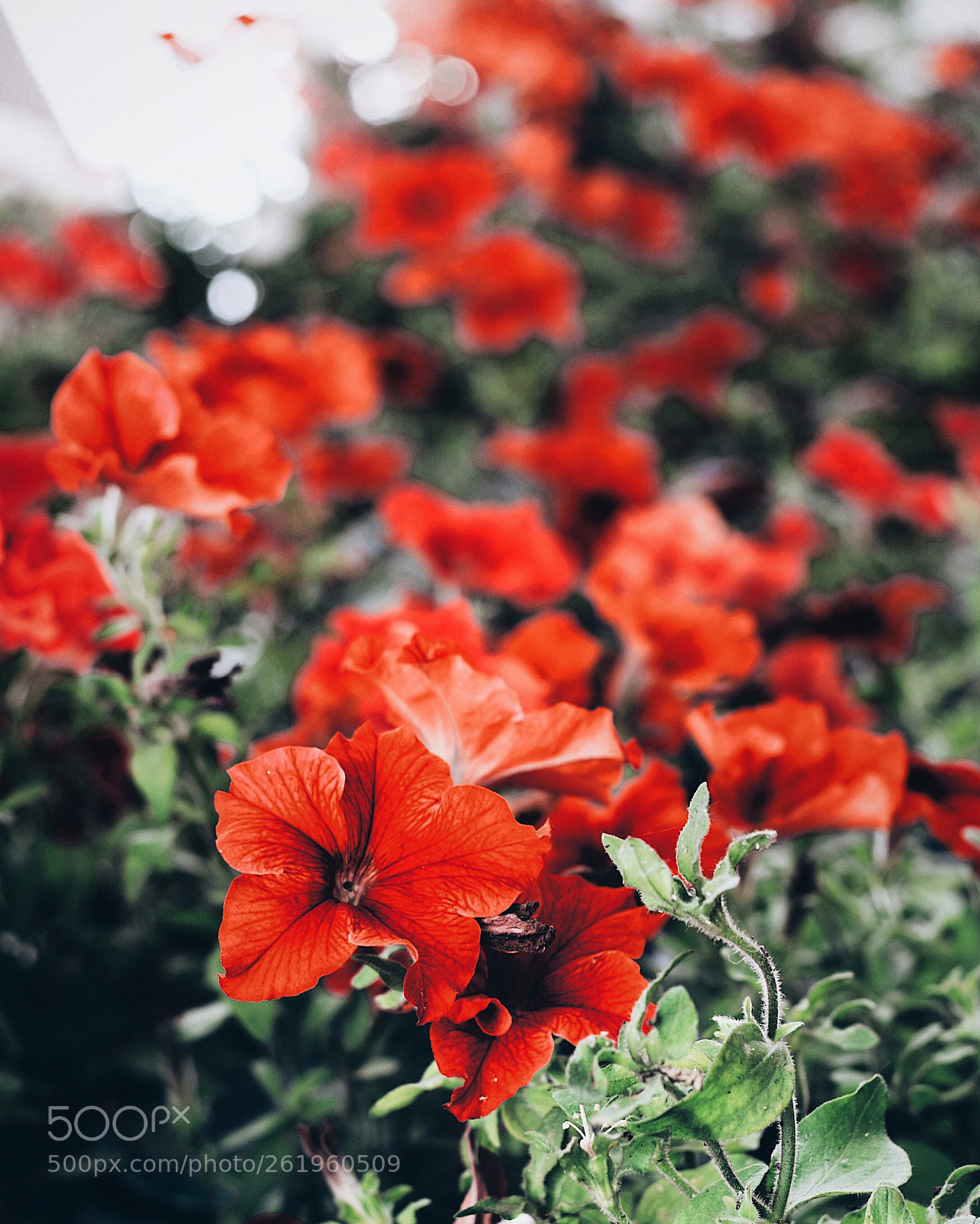Canon EOS 700D (EOS Rebel T5i / EOS Kiss X7i) sample photo. Lady in red photography