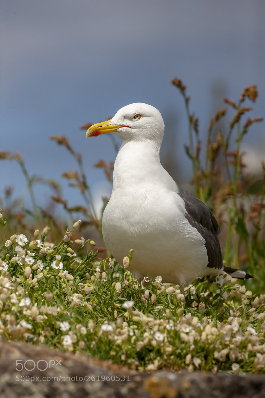 Canon EOS-1Ds Mark III sample photo. Lesser blackbacked photography