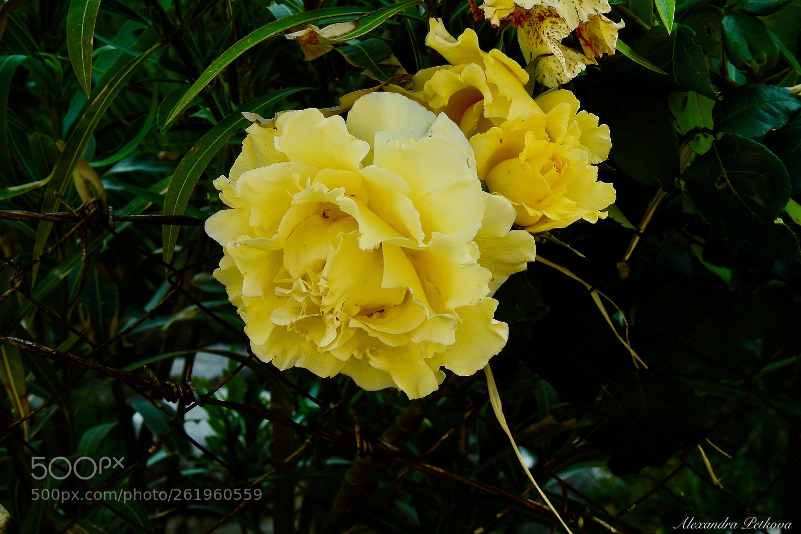 Nikon Coolpix P900 sample photo. Yellow is special photography