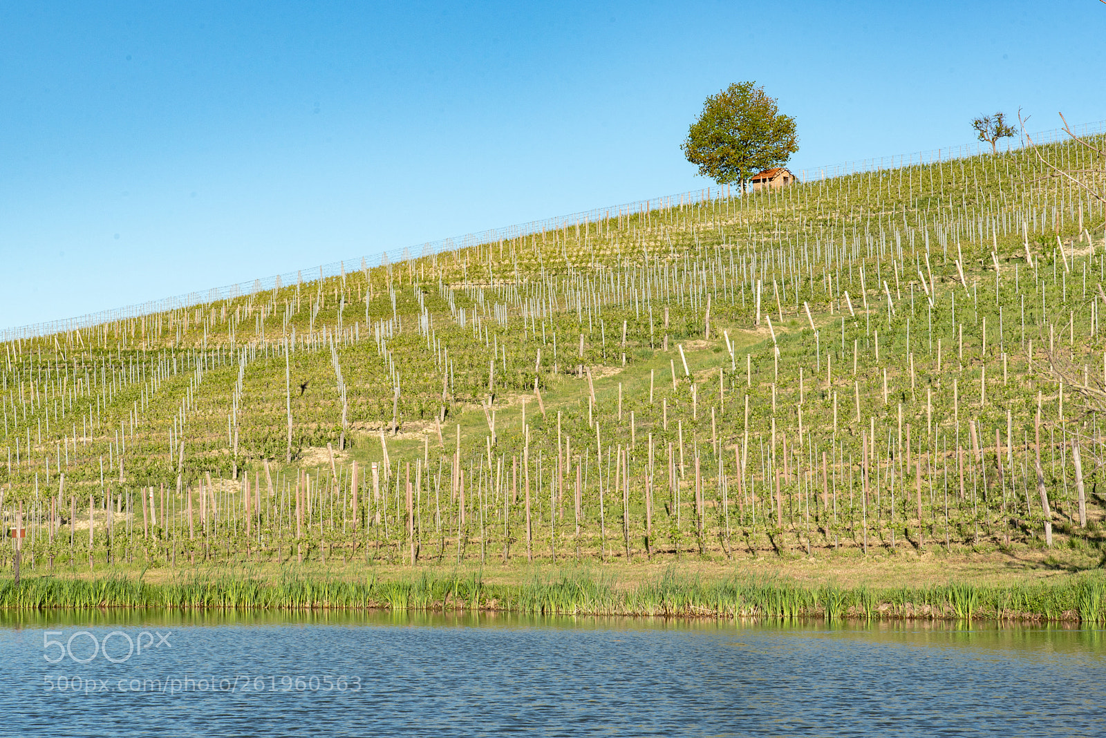 Nikon D750 sample photo. Lake and wine photography