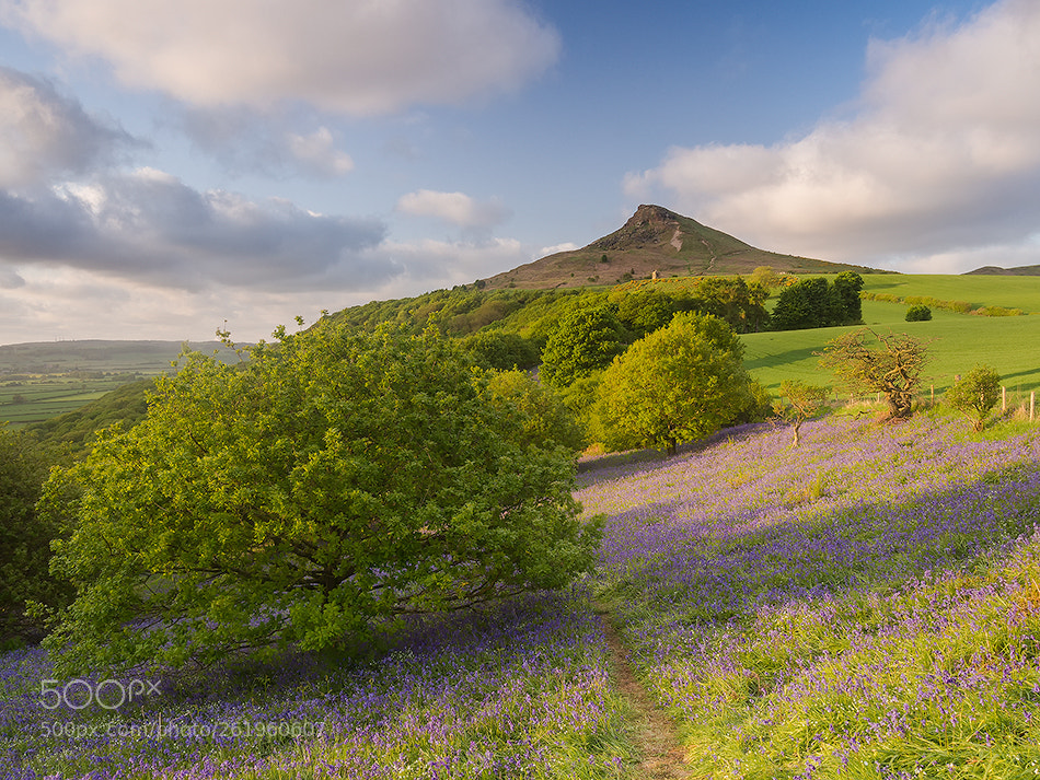 Olympus OM-D E-M10 sample photo. Roseberrytopping bluebells photography