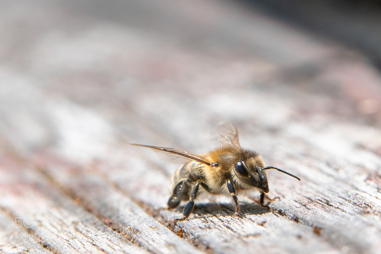 Sony a7R II sample photo. Guard bee photography