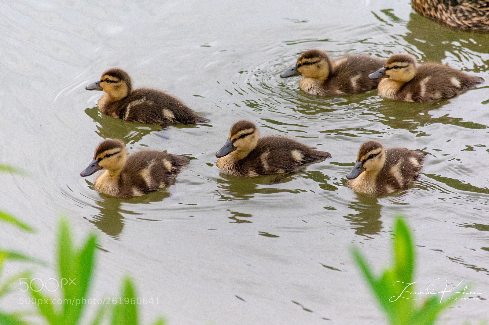 Nikon D3400 sample photo. Ducklings  photography