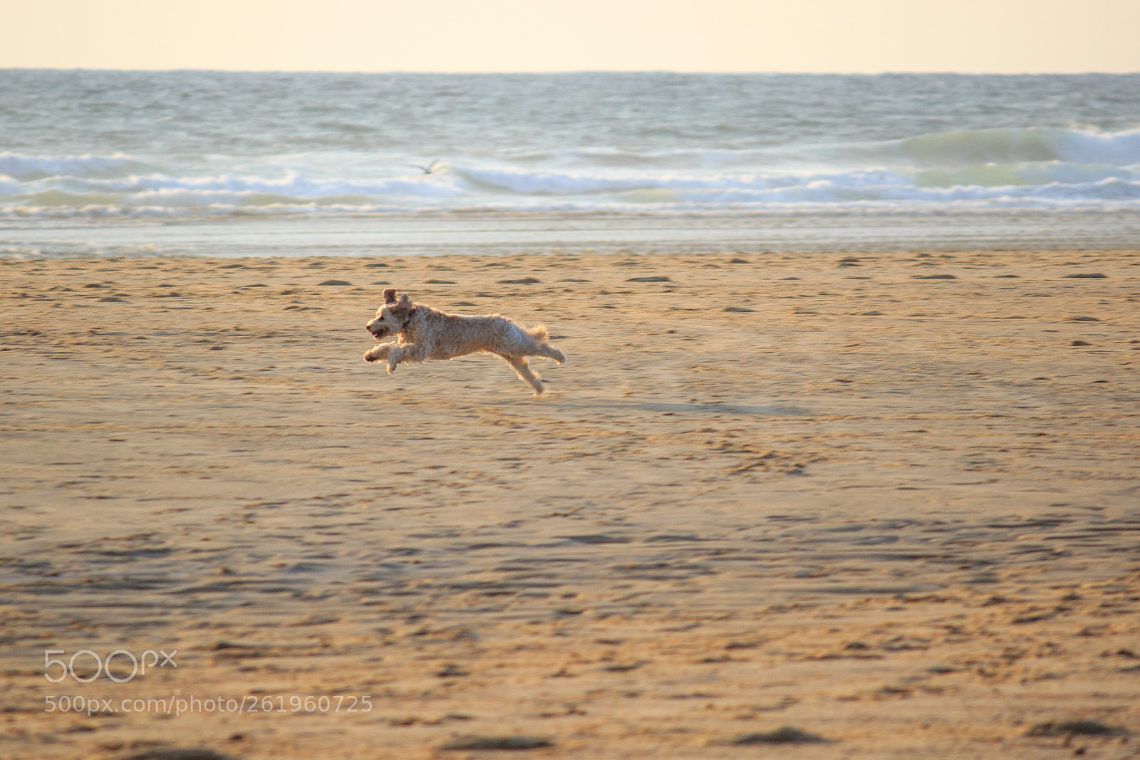 Canon EOS 600D (Rebel EOS T3i / EOS Kiss X5) sample photo. Flying dog at sunset photography