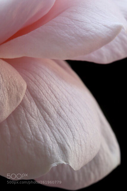 Canon EOS 7D Mark II sample photo. English rose photography