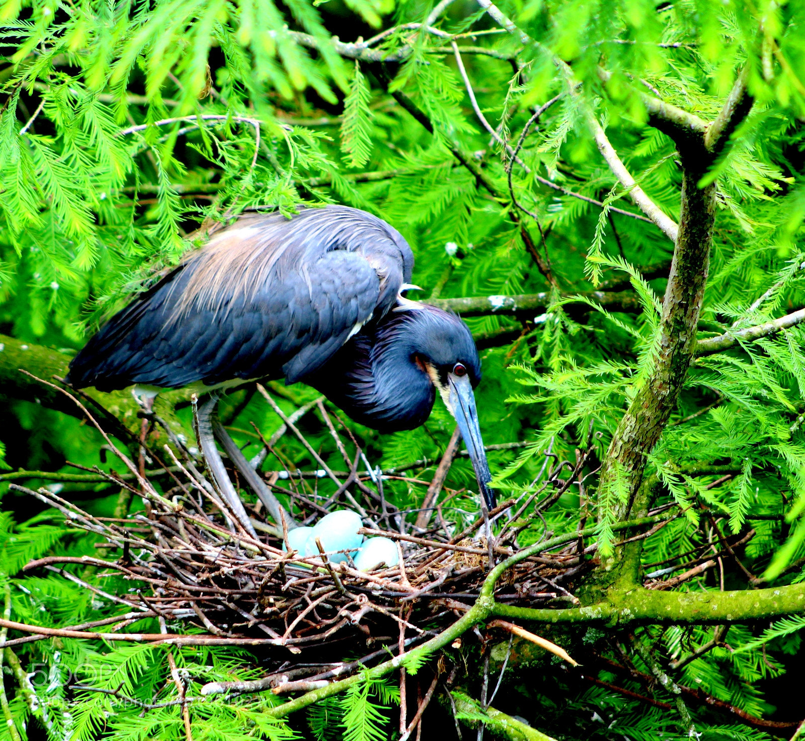 Canon EOS 1200D (EOS Rebel T5 / EOS Kiss X70 / EOS Hi) + Canon EF 75-300mm f/4-5.6 USM sample photo. Tri-colored heron with eggs photography