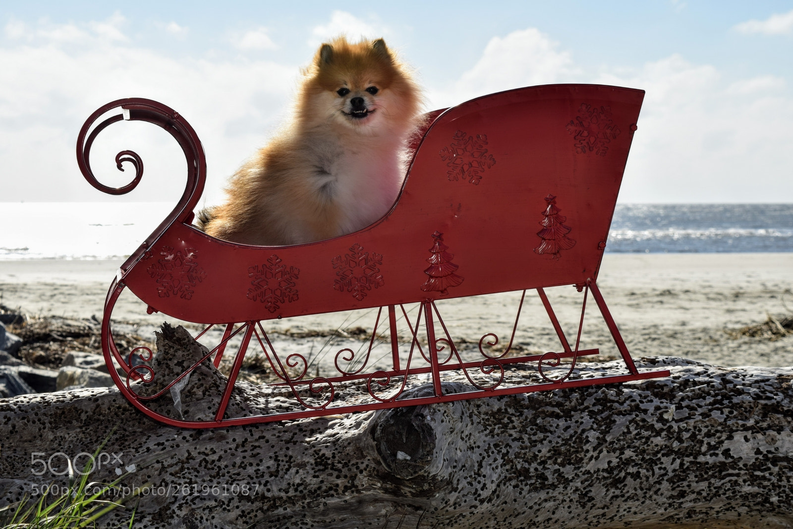 Nikon D5300 sample photo. Pom in a sleigh photography