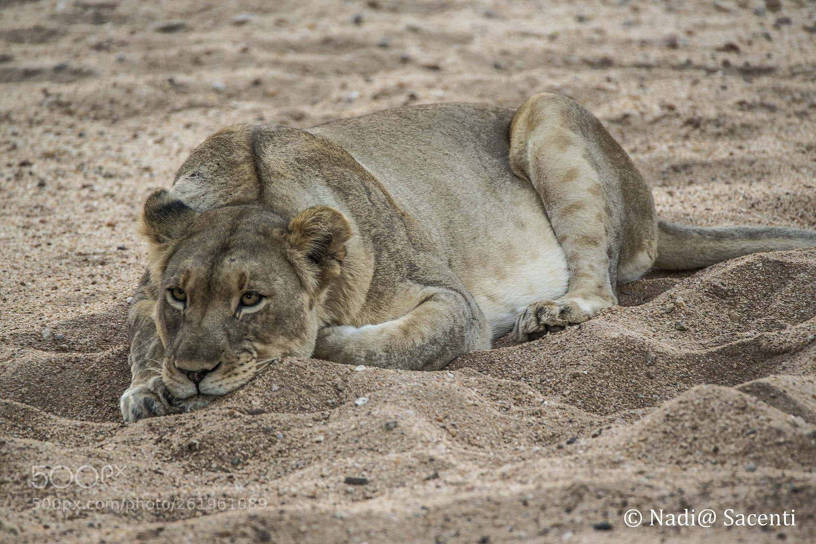 Canon EOS-1D X sample photo. Lioness photography