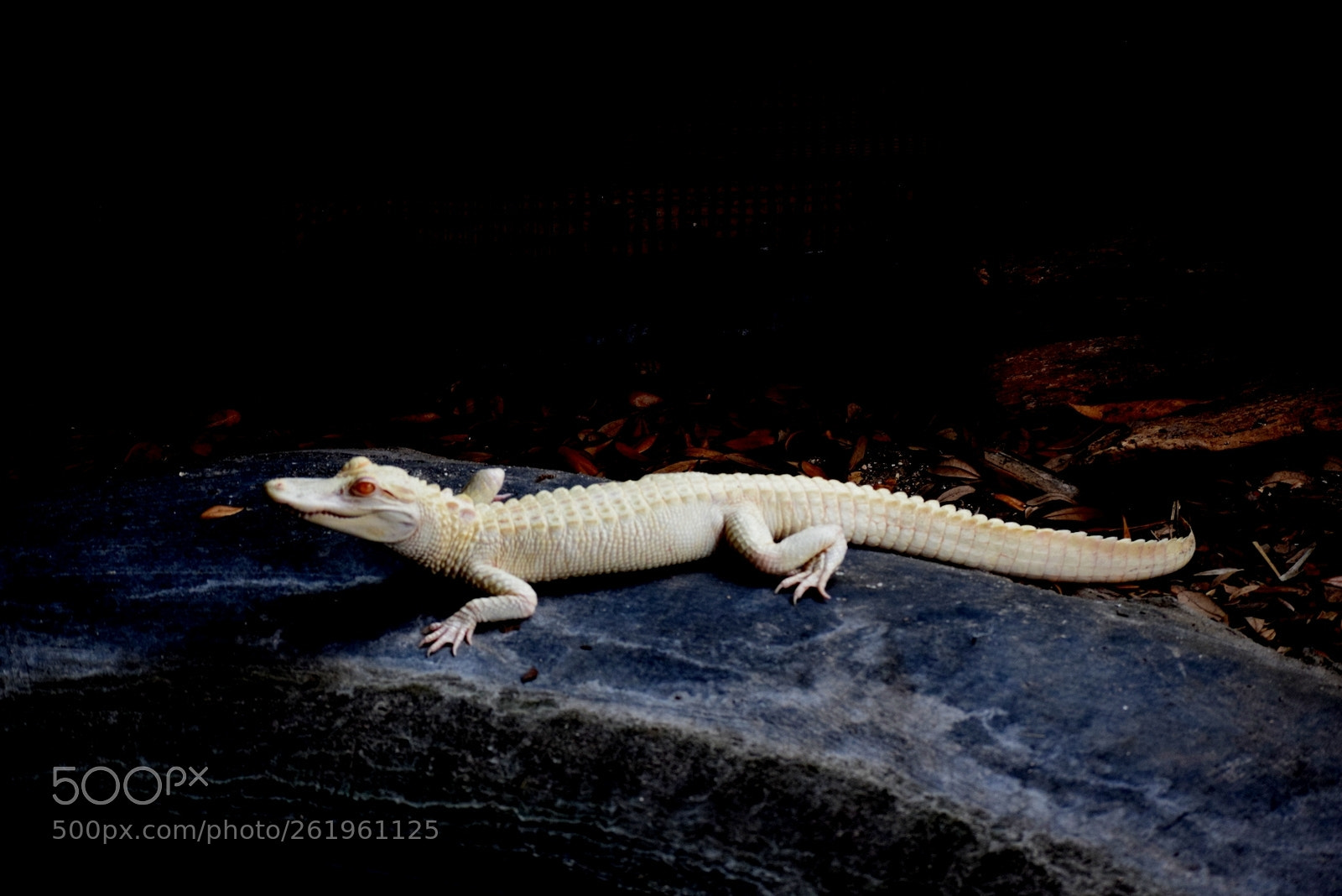 Nikon D5300 sample photo. White baby gator photography