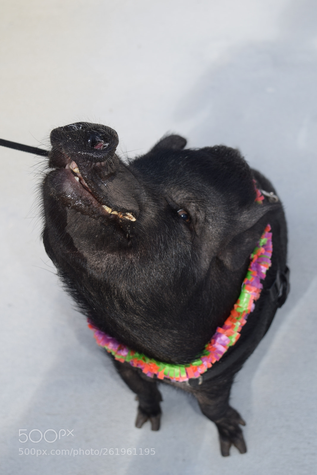 Nikon D5300 sample photo. Albert the pig photography