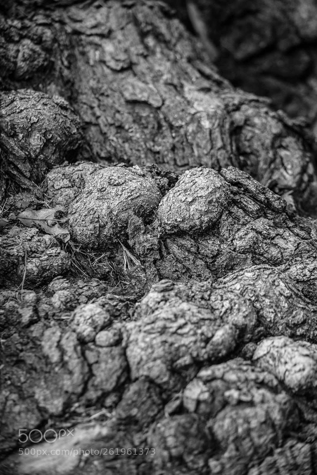 Nikon D5300 sample photo. Tumbled roots photography