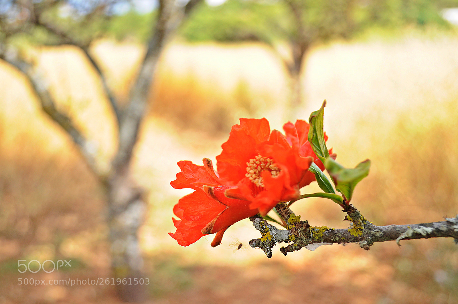 Nikon D5000 sample photo. Countryside landscape photography