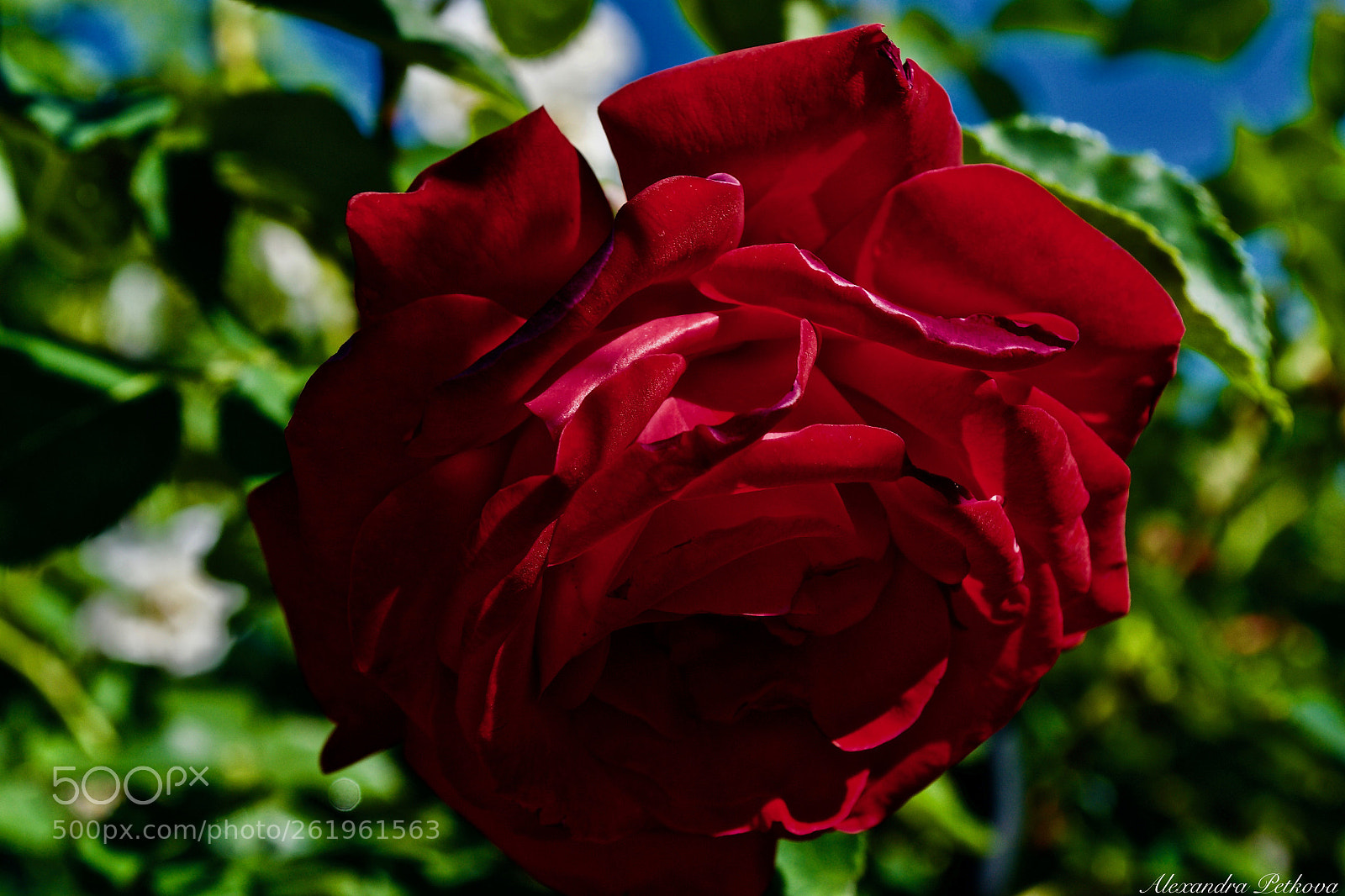 Nikon D3100 sample photo. Red and dangerous photography