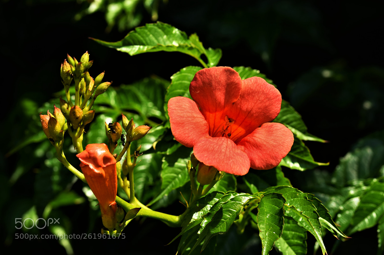 Sigma 105mm F2.8 EX DG OS HSM sample photo. Orange, green and black photography
