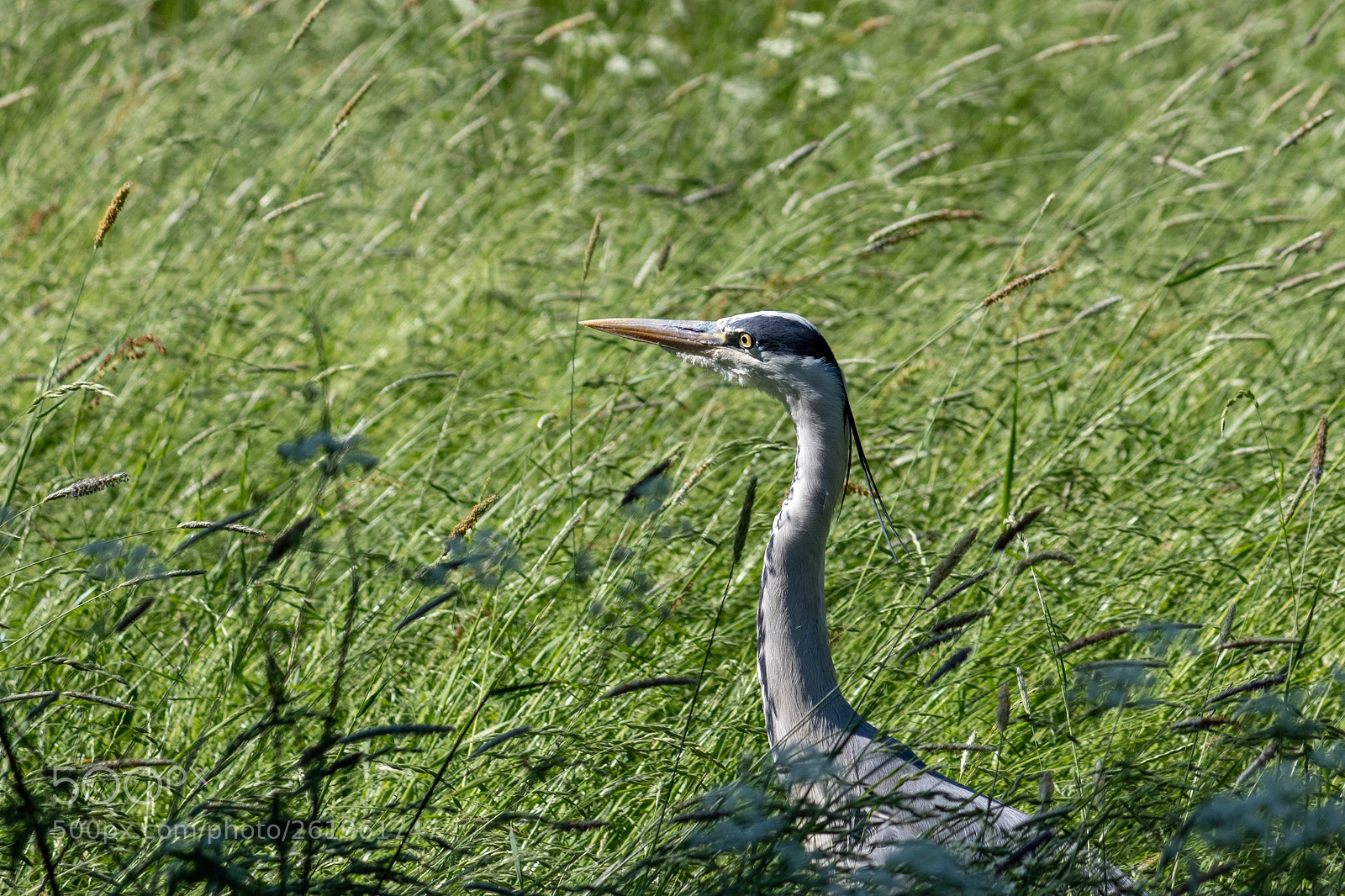 Canon EOS 77D (EOS 9000D / EOS 770D) sample photo. Grey heron photography