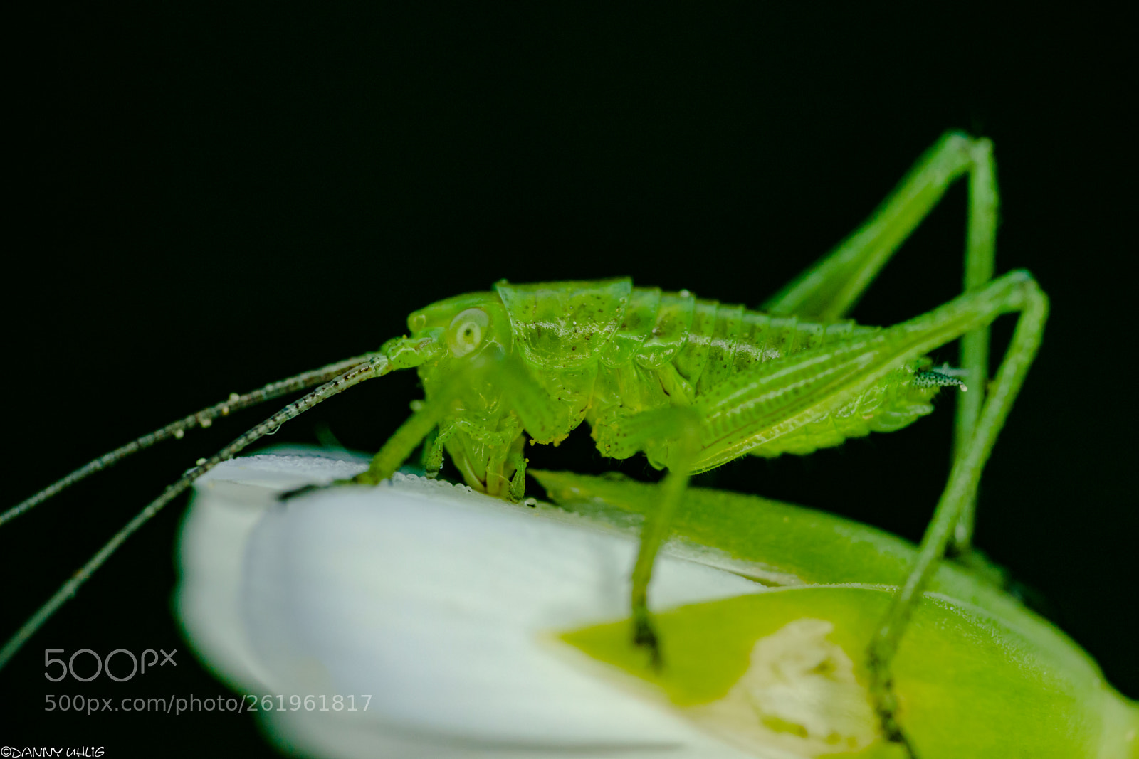 Sony a6000 sample photo. _dsc9191.jpg photography