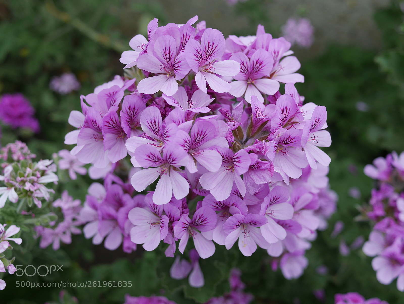Panasonic Lumix DMC-GX7 sample photo. Pretty in pink photography