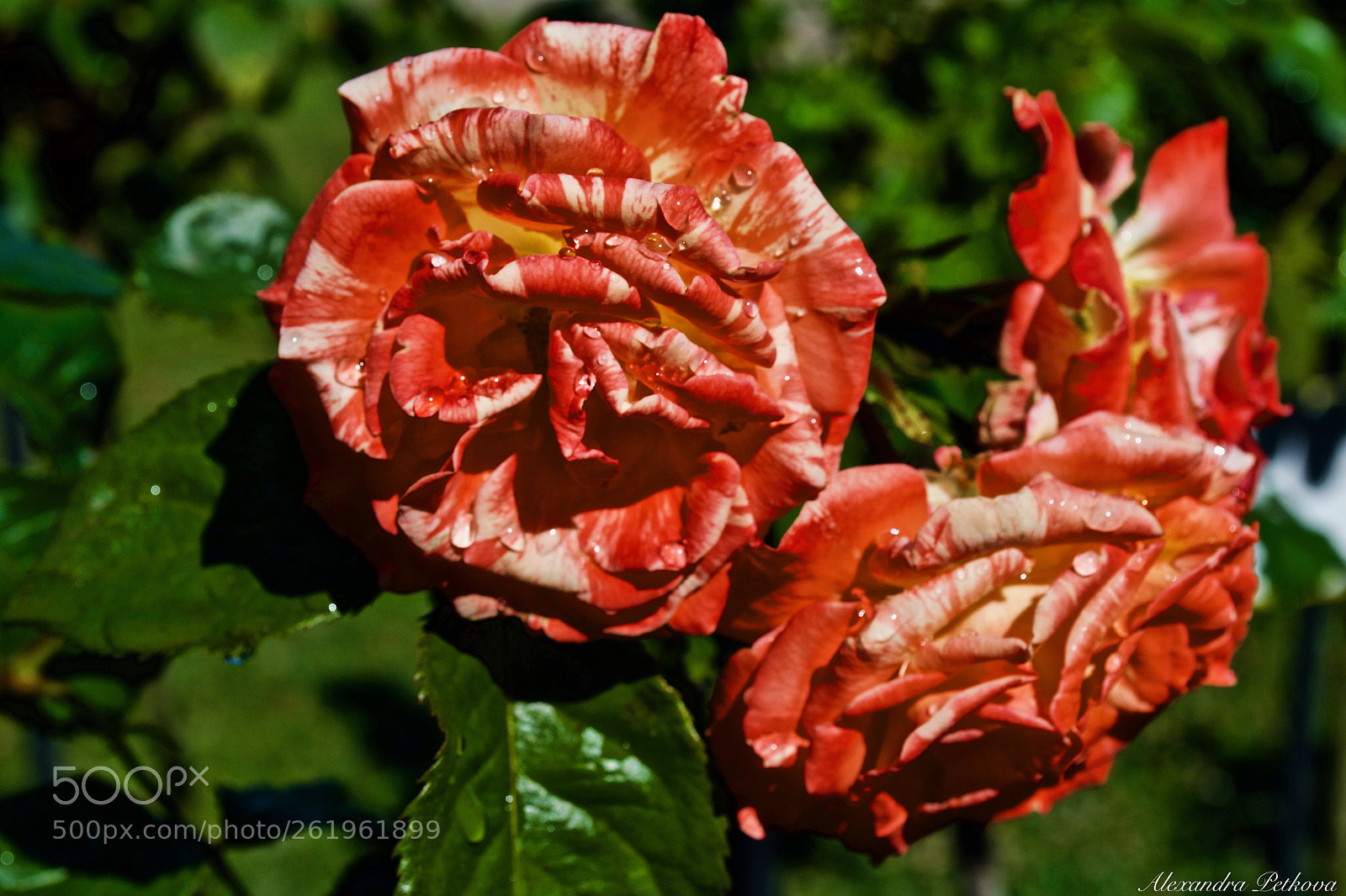 Nikon D3100 sample photo. Orange and exciting photography