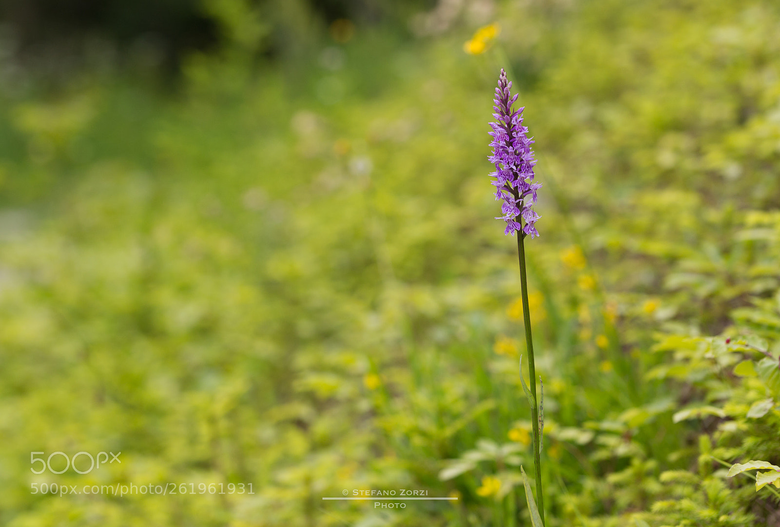 Canon EOS 6D sample photo. Purple power photography