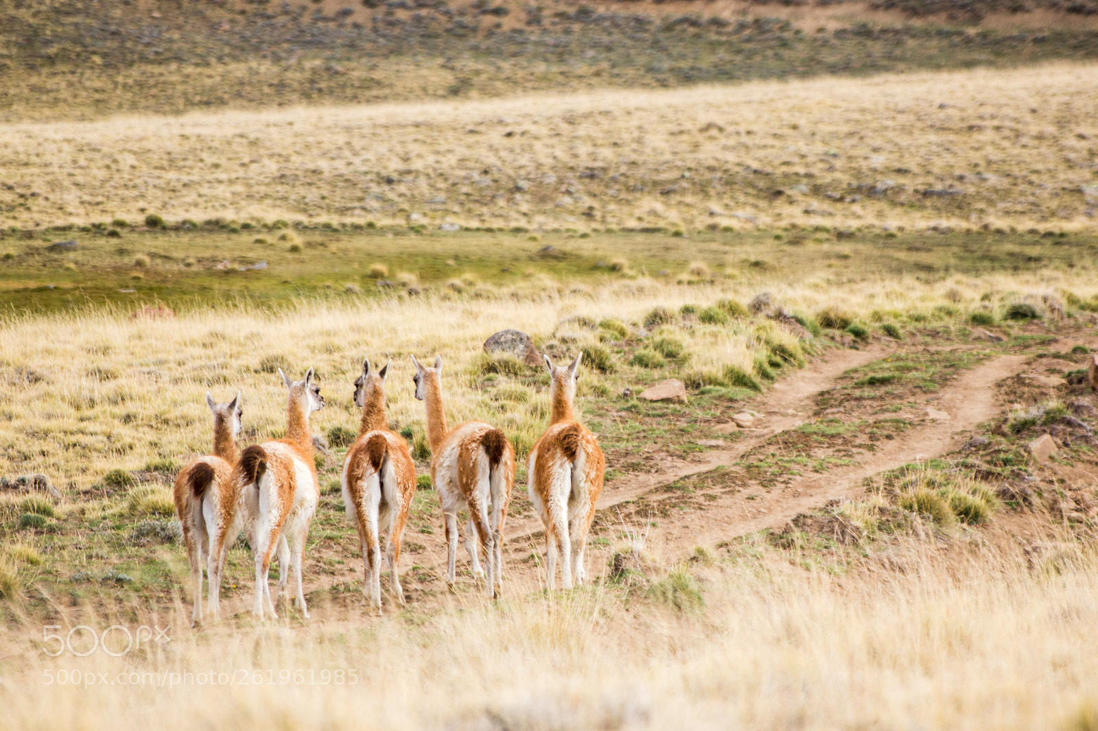 Canon EOS 600D (Rebel EOS T3i / EOS Kiss X5) sample photo. Alpacas in the wild. photography