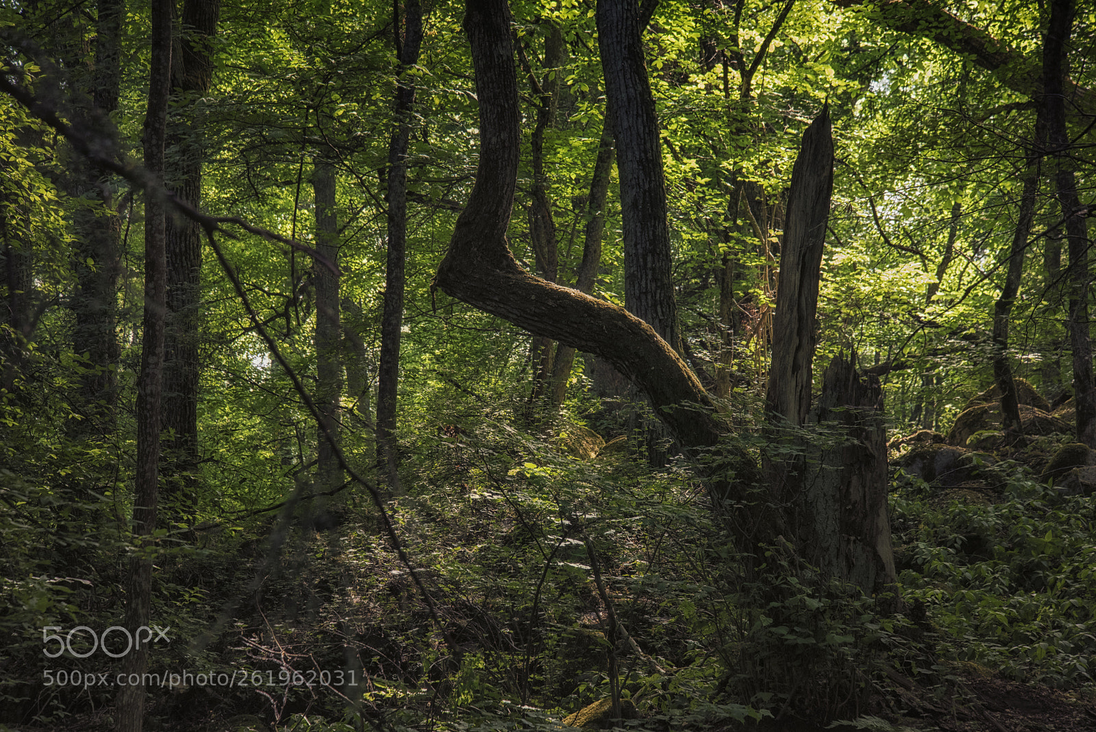 Nikon D810 sample photo. Deep in the forest photography