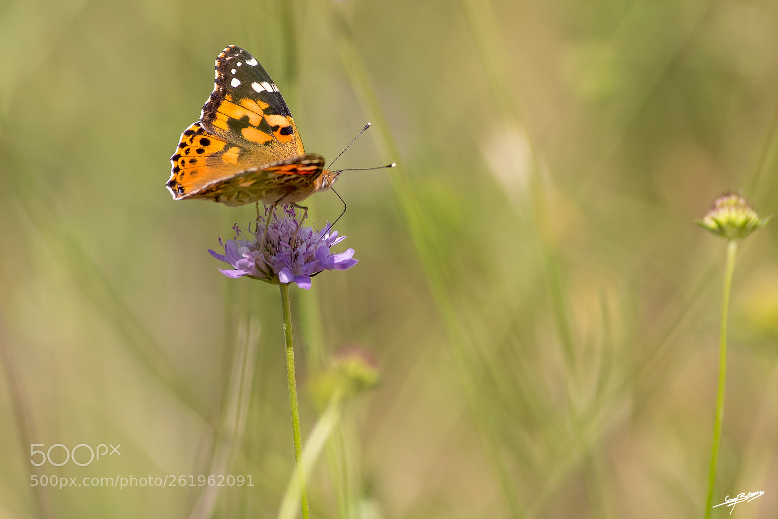 Pentax K-3 II sample photo. Papillon photography
