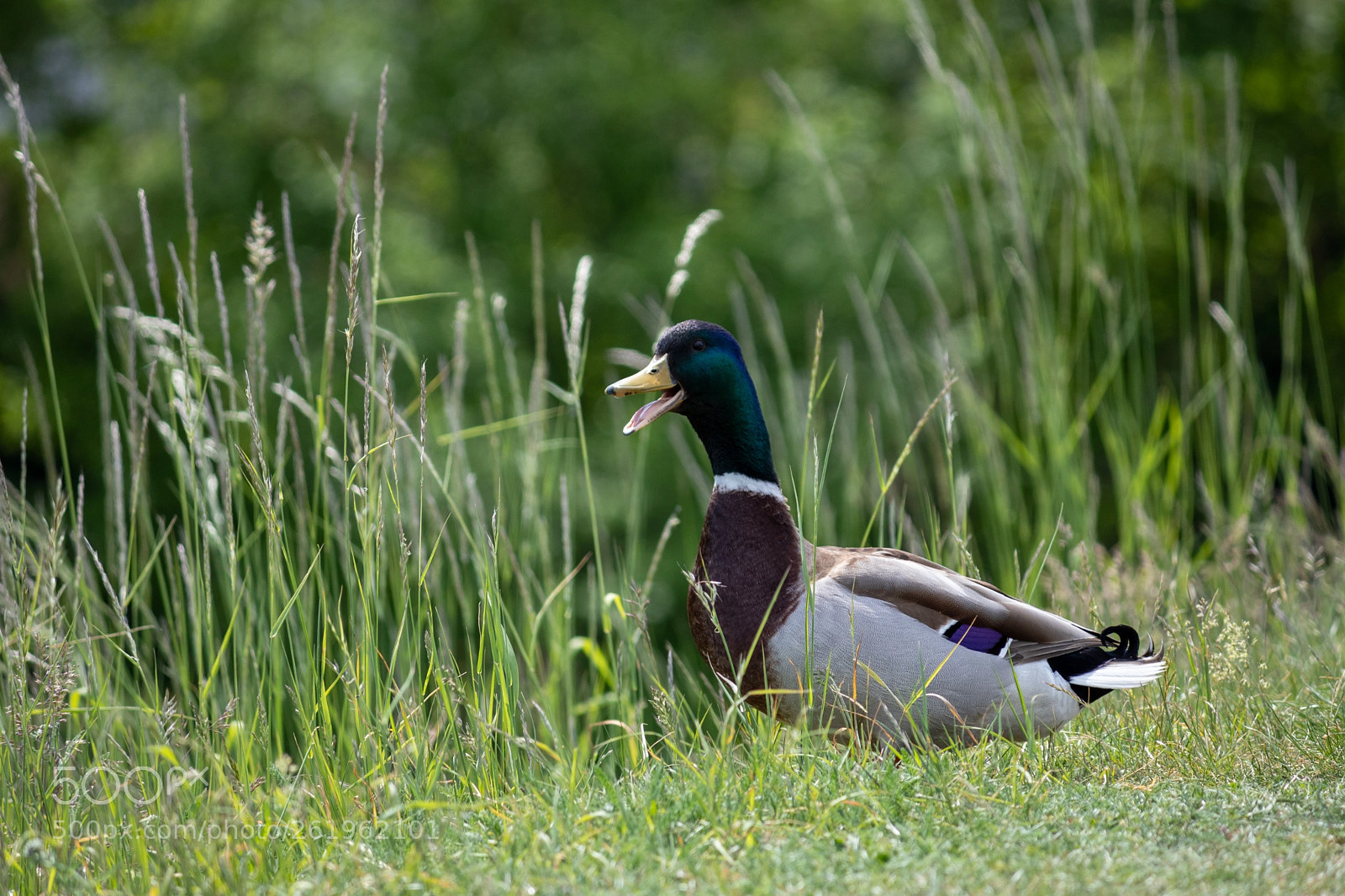 Canon EOS 77D (EOS 9000D / EOS 770D) sample photo. Duck photography