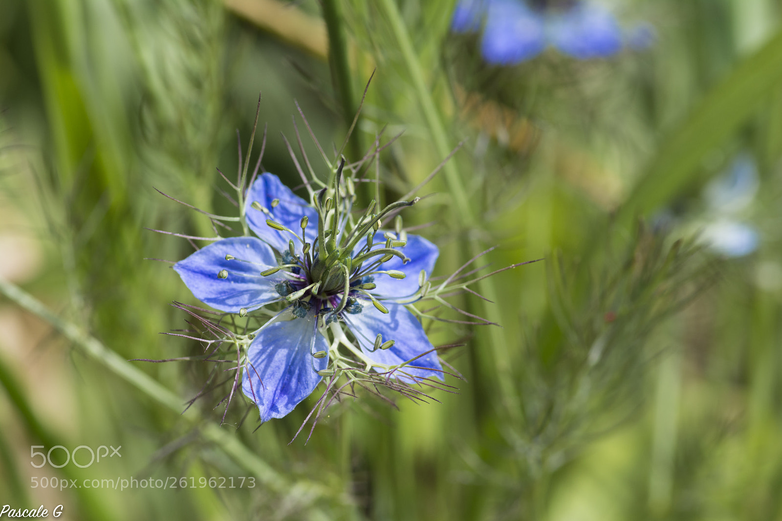 Nikon D7100 sample photo. Nigelle photography