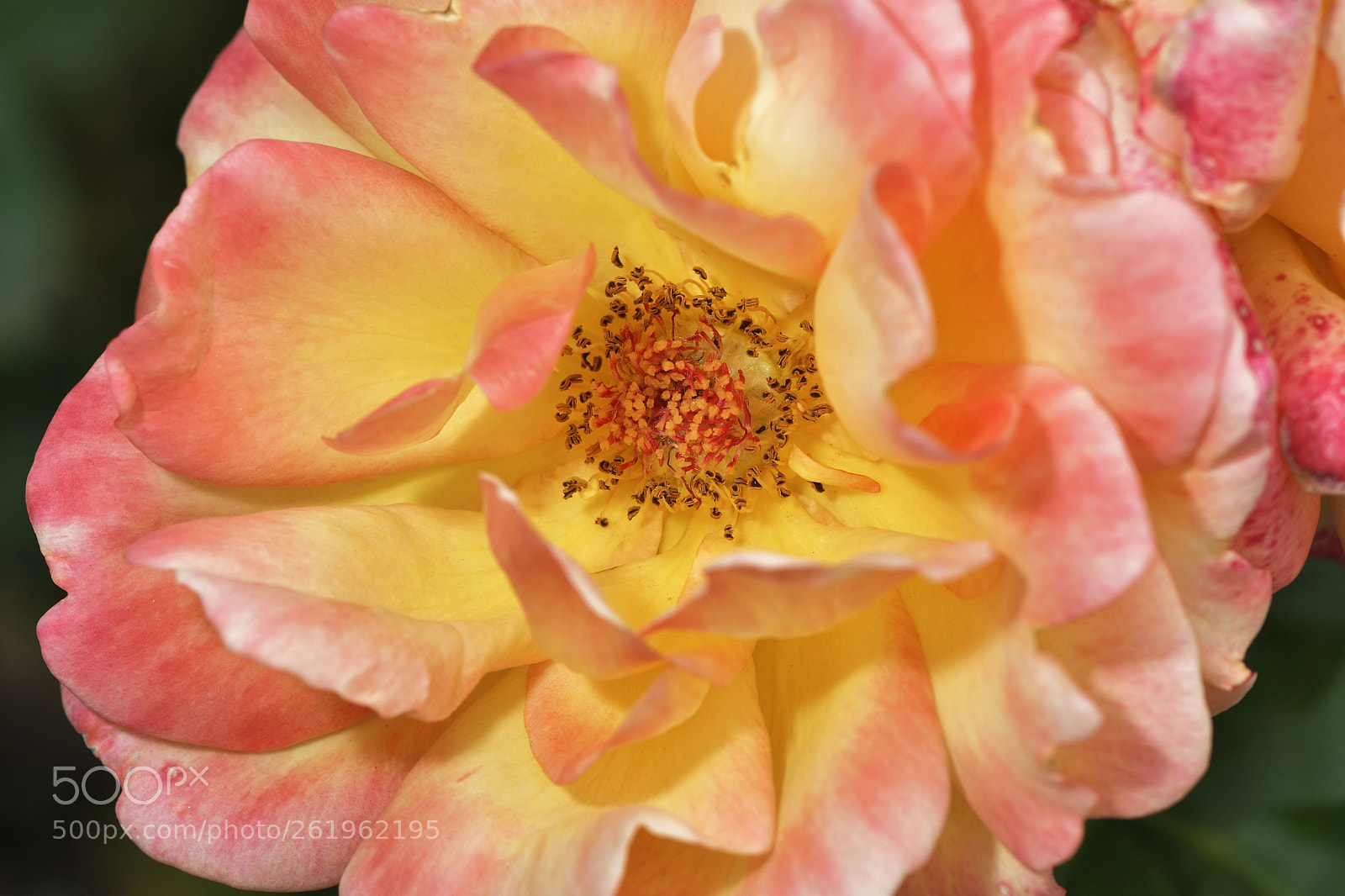 Nikon AF-S Micro-Nikkor 105mm F2.8G IF-ED VR sample photo. Yellow rose flower with photography