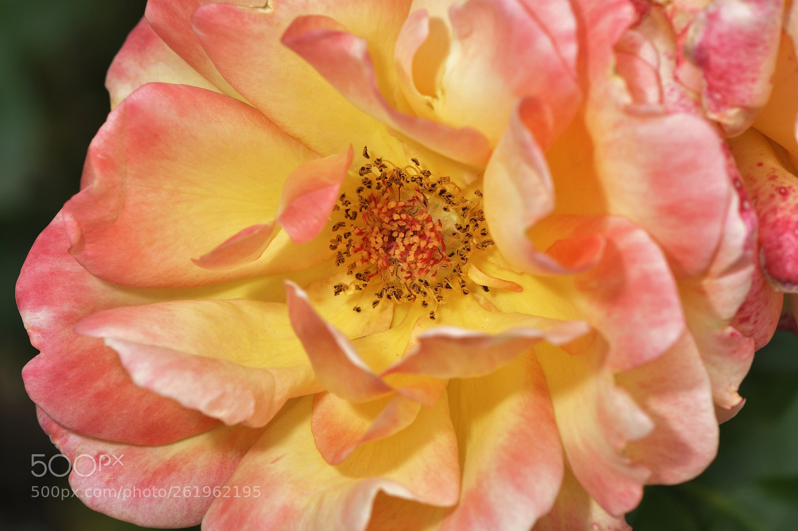 Nikon D500 + Nikon AF-S Micro-Nikkor 105mm F2.8G IF-ED VR sample photo. Yellow rose flower with photography