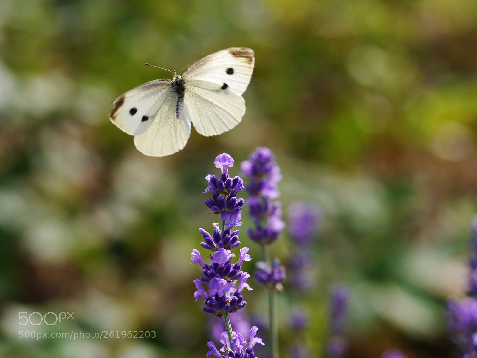 Panasonic Lumix DMC-G5 sample photo. Large cabbage white photography