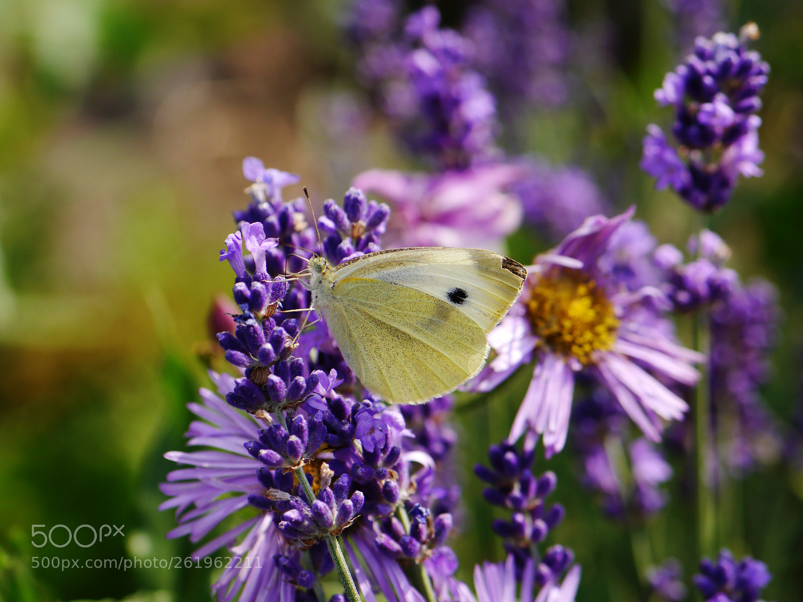 Panasonic Lumix DMC-G5 sample photo. Pieris brassicae photography