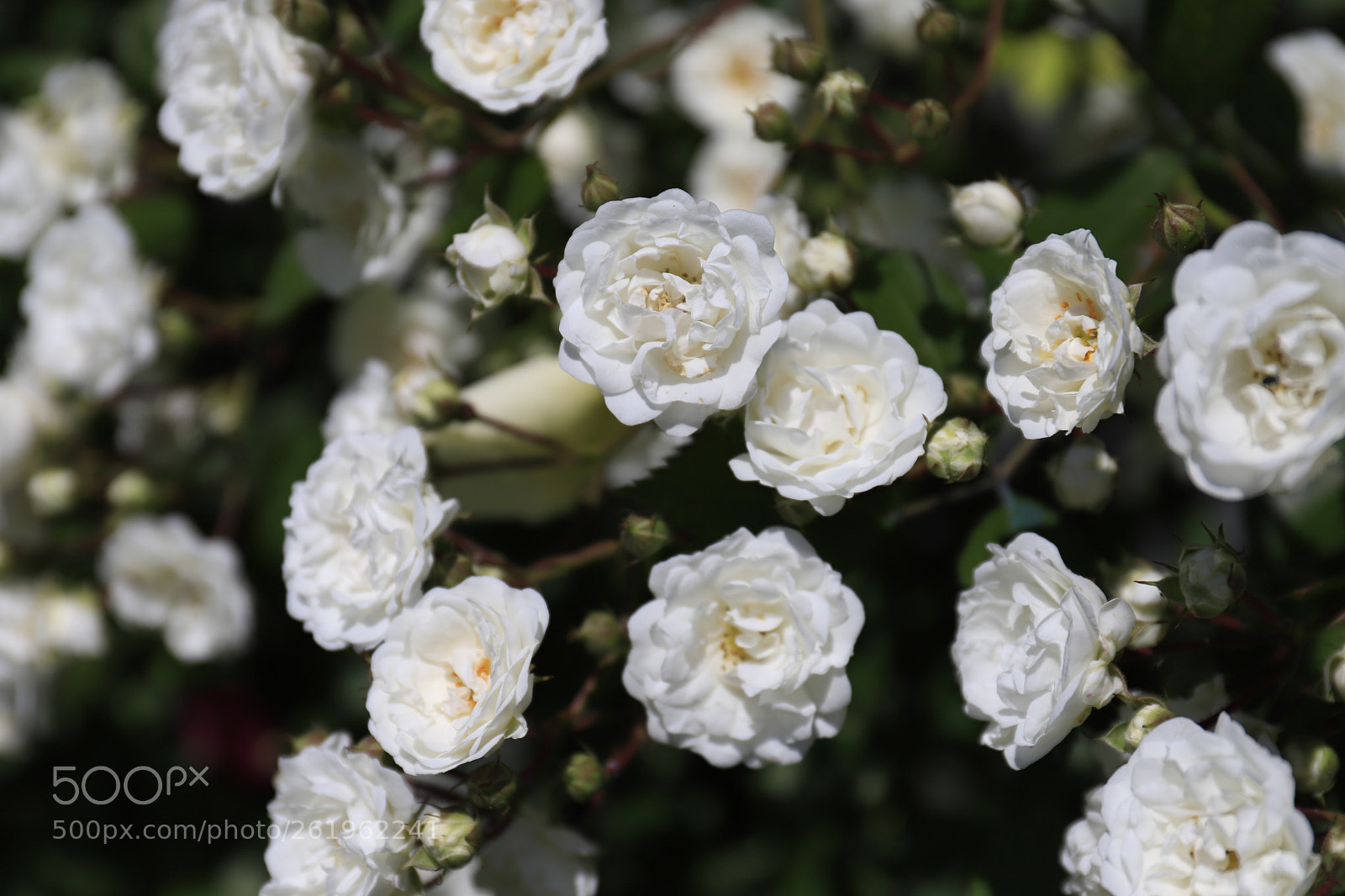 Canon EF 24-70mm F4L IS USM sample photo. Schnewittchen photography