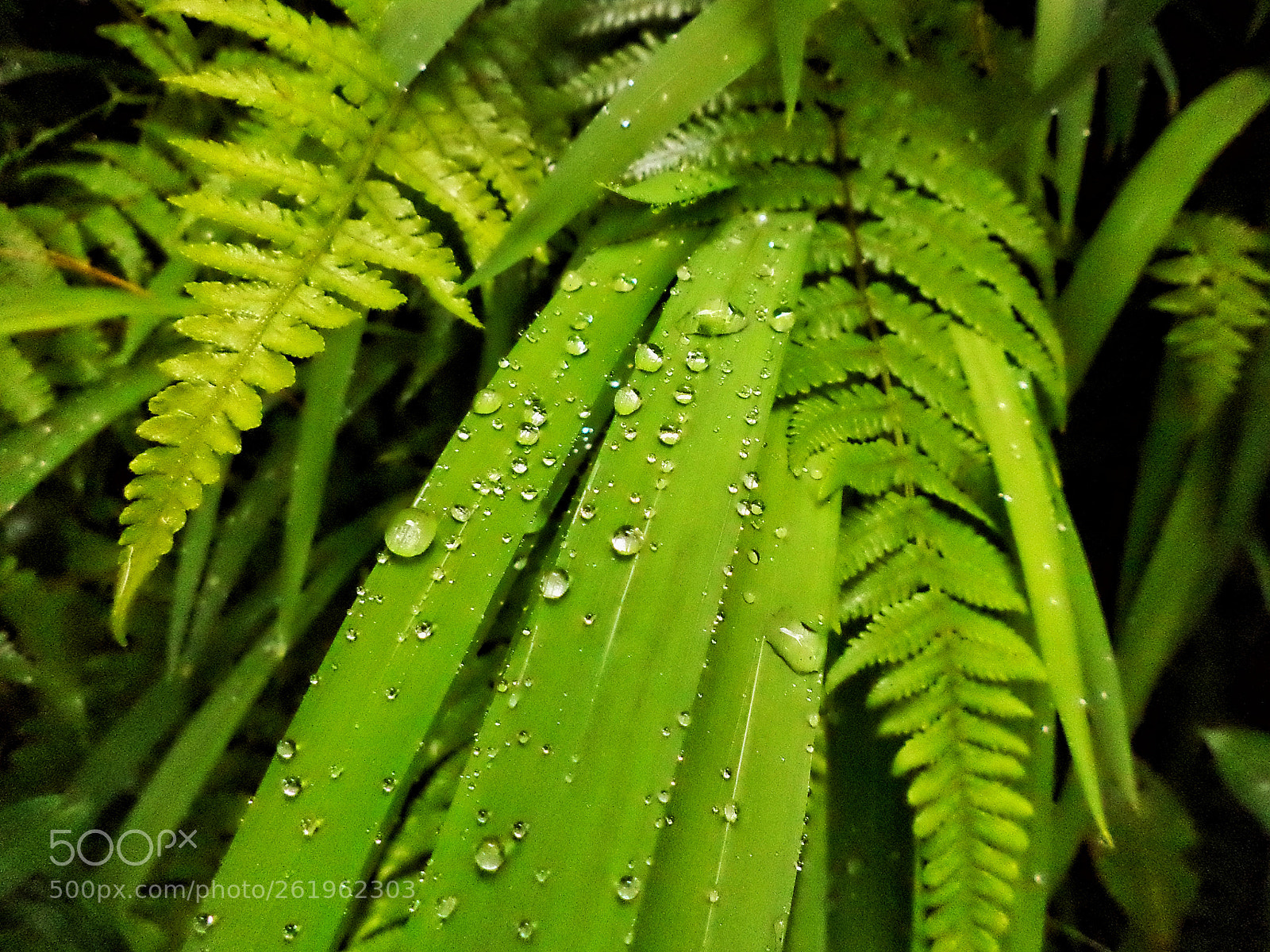 Sony DSC-S5000 sample photo. Drops of water photography