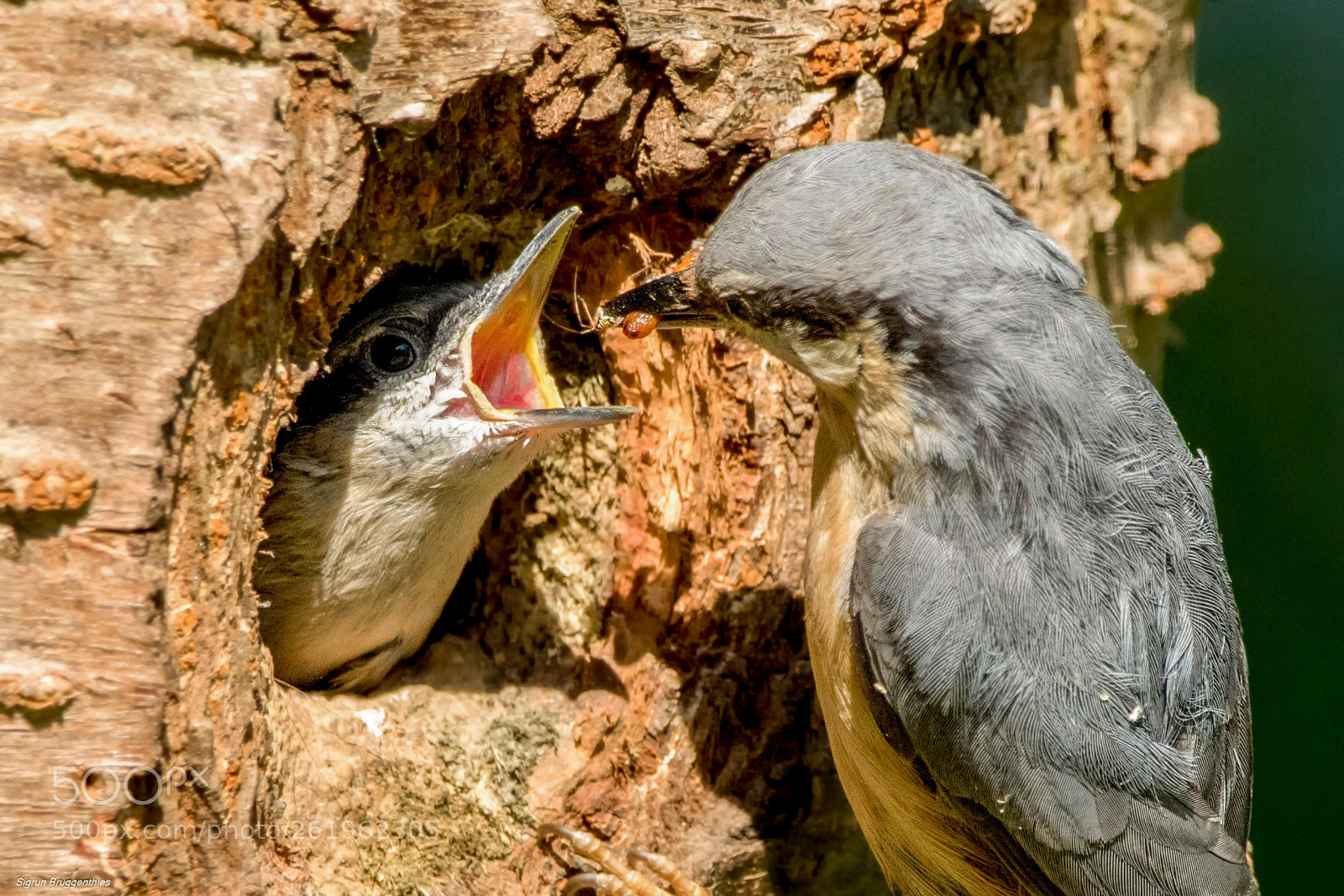 Canon EOS 7D Mark II sample photo. Kleiber/nuthatch spiderbreakfast photography