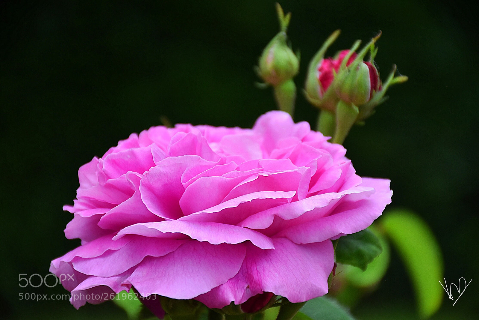 Nikon D5600 sample photo. Pinky photography