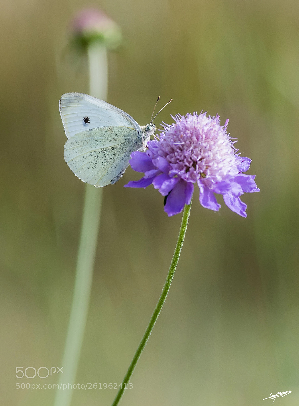 Pentax K-3 II sample photo. Papillon butine photography
