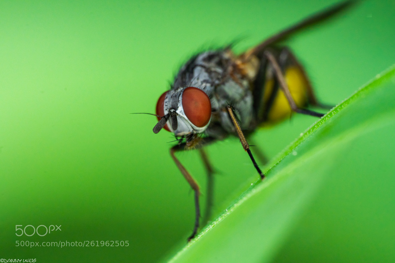 Sony a6300 sample photo. Dsc04785.jpg photography