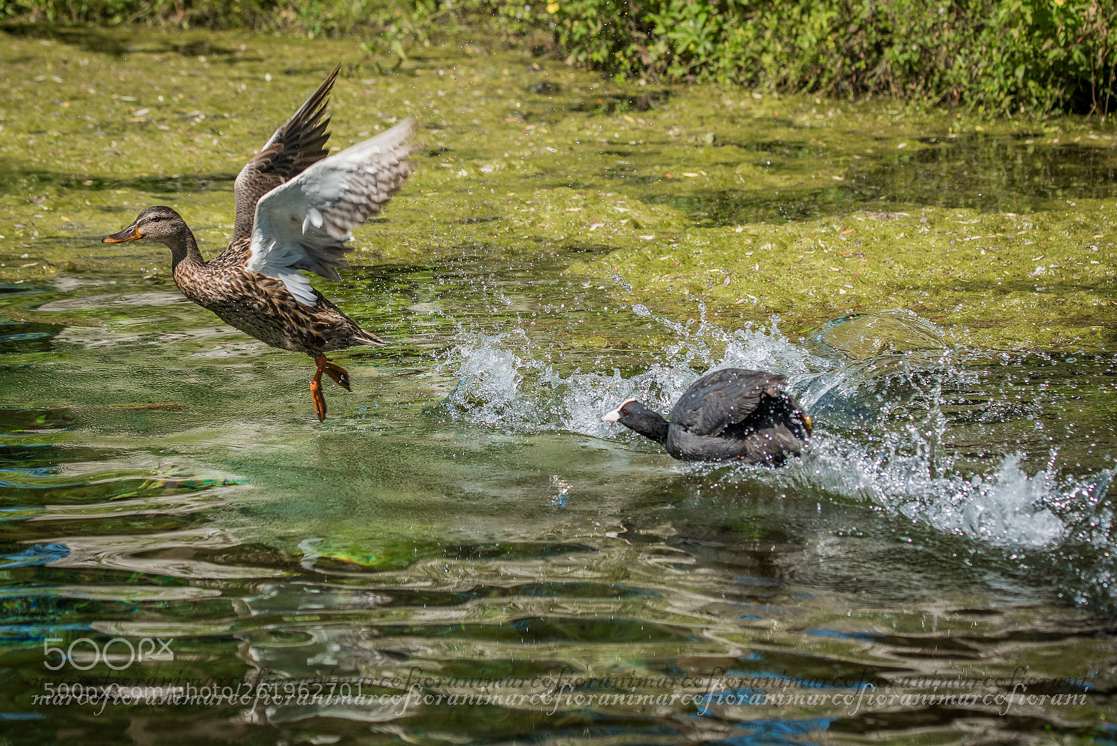 Nikon D810 sample photo. Caccia al germano photography