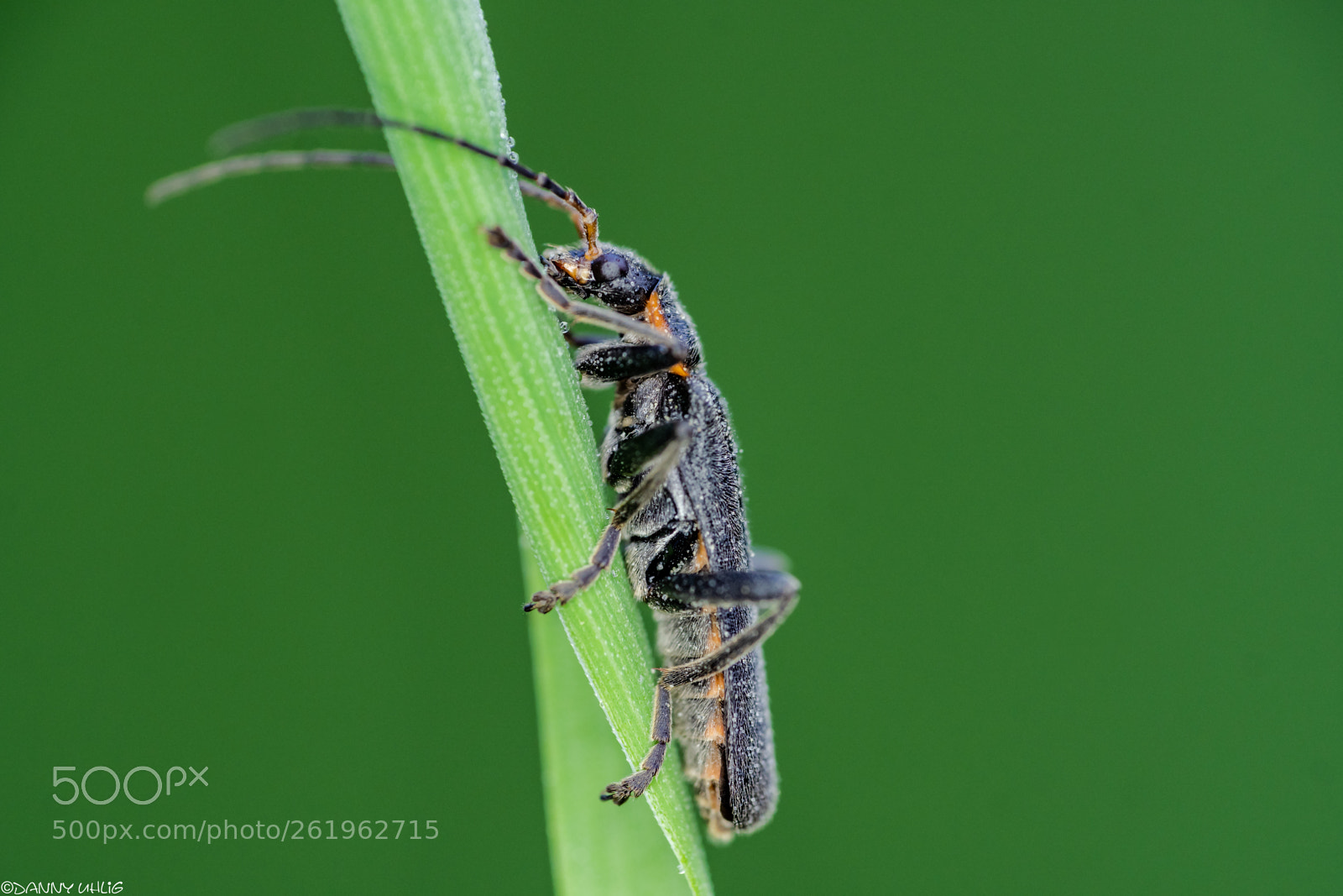 Sony a6300 sample photo. Dsc04849.jpg photography