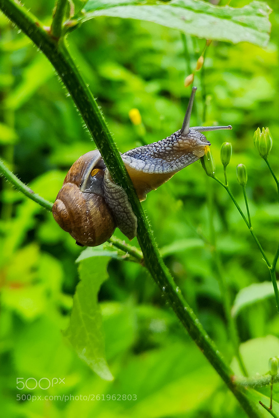 HUAWEI CLT-L29 sample photo. Hi there! photography