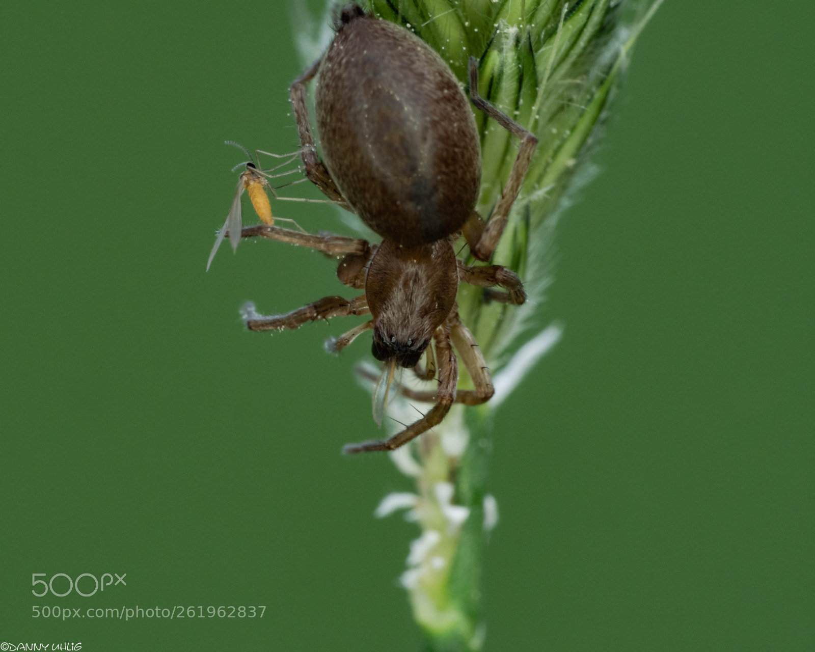 Sony a6300 sample photo. Dsc05069.jpg photography