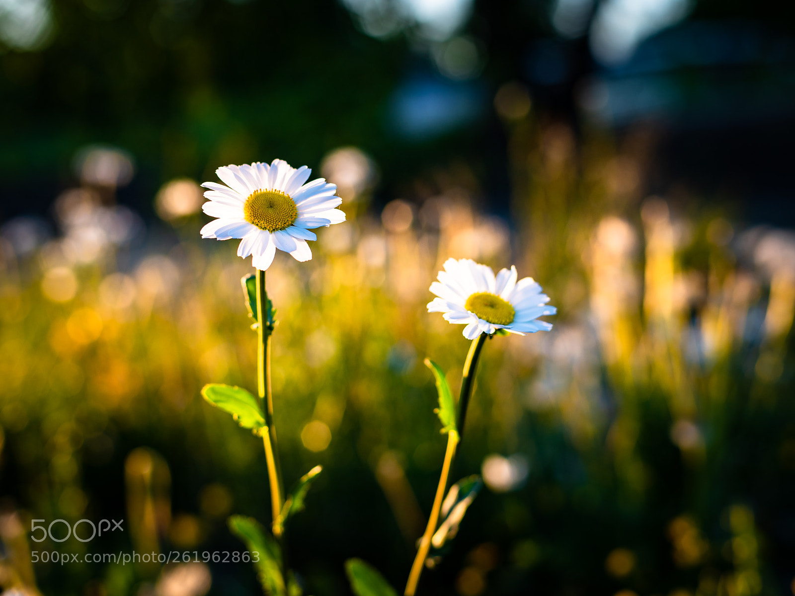 Canon EOS 6D Mark II sample photo. Golden hour daisies photography