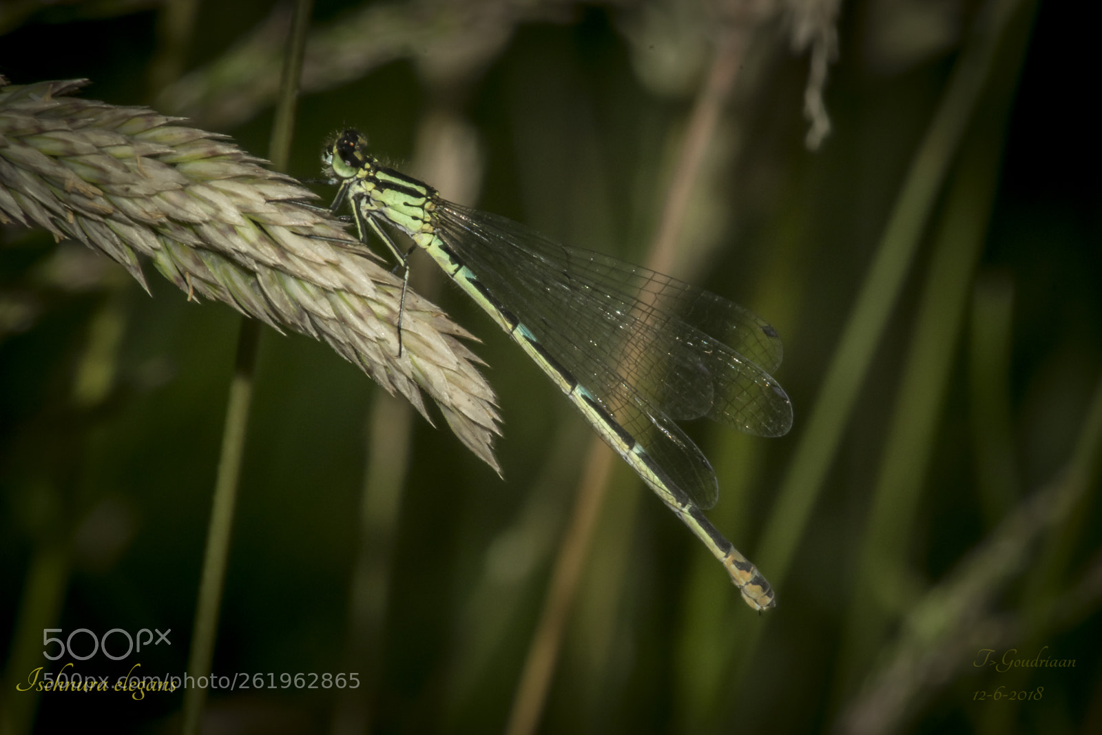Nikon D5300 sample photo. Dragonfy (ischnura elegans) photography