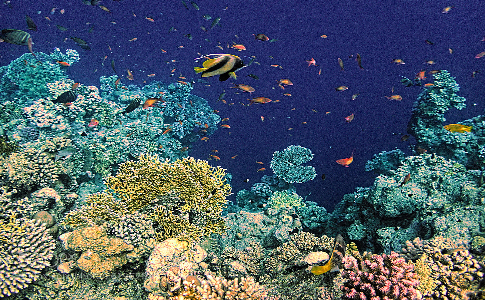 Olympus TG-5 sample photo. Red sea colors photography