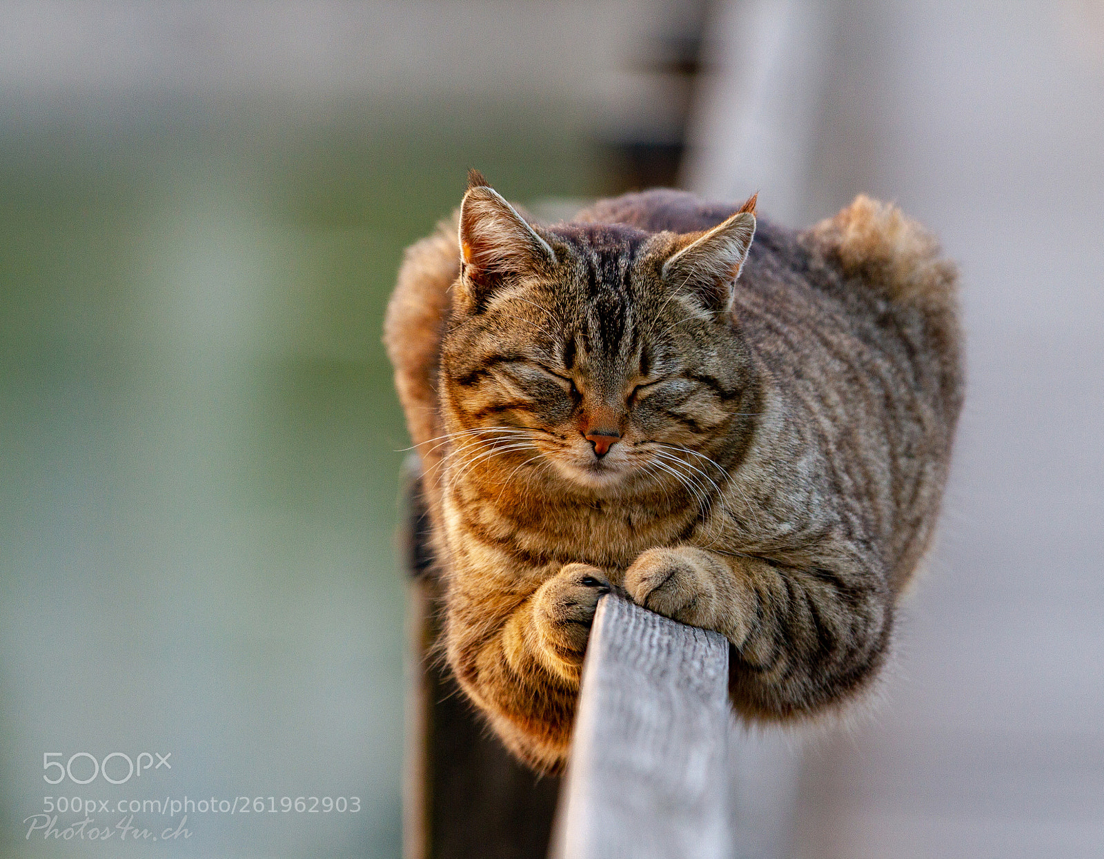 Canon EOS 7D sample photo. Sleeping on the line photography