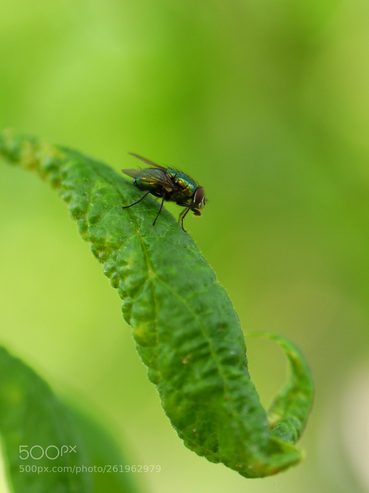 Panasonic Lumix DMC-G5 sample photo. Greenbottle photography